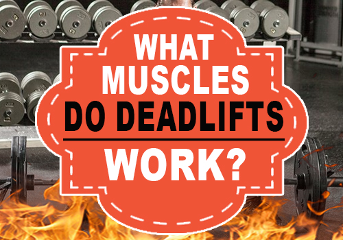 What Muscles Do Deadlifts Work? - Fire-Bellz